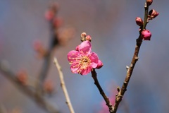 紅梅