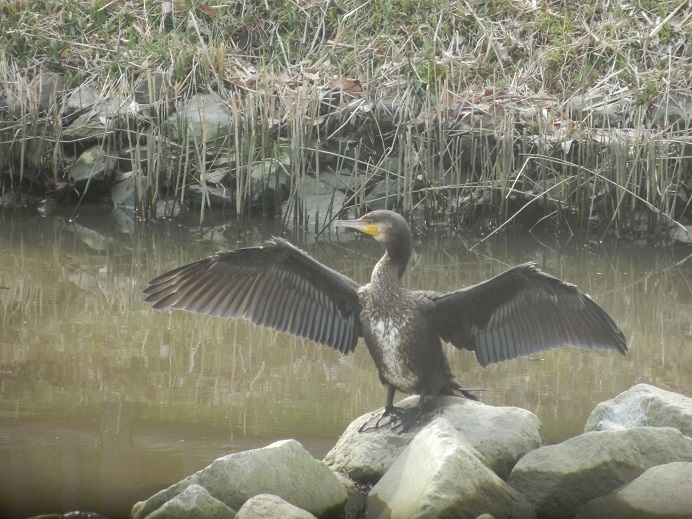 カワウ