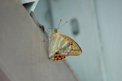 ミドリヒョウモン