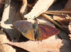 ムラサキツバメ　オス