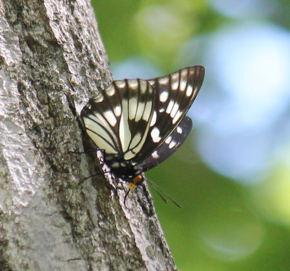 ゴマダラチョウ