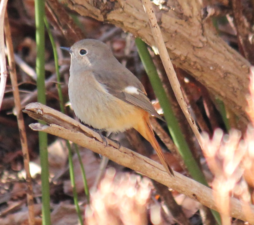 ジョビ子ちゃん
