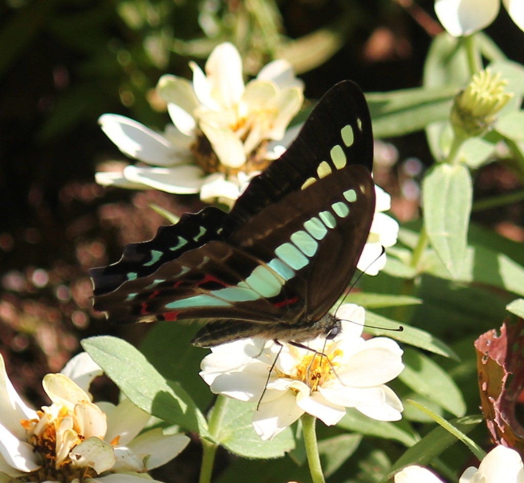 アオスジアゲハ
