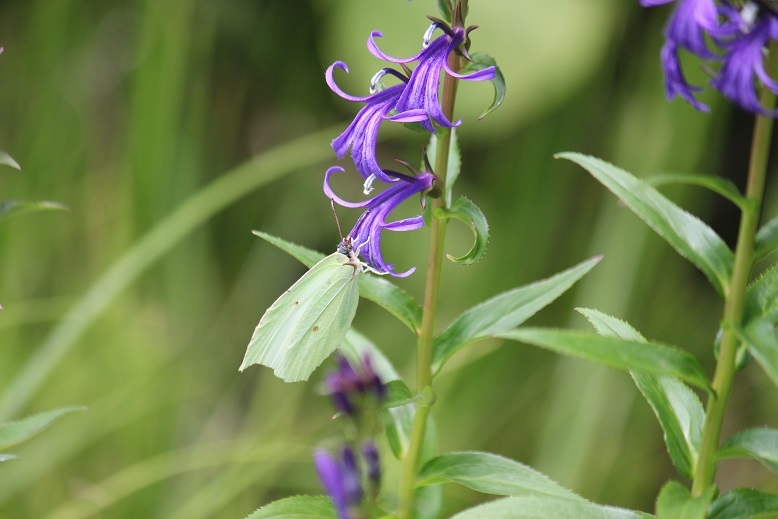 スジボソヤマキチョウ