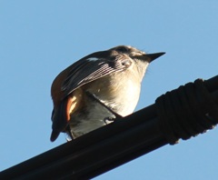 電線ジョビ子ちゃん