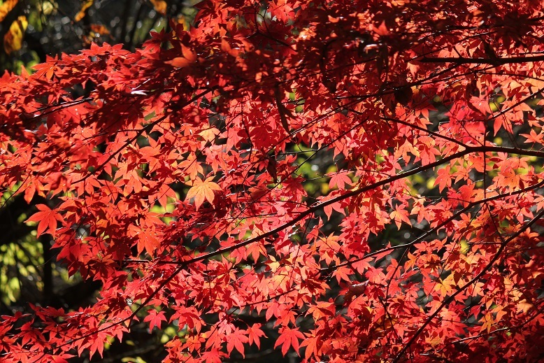 紅葉
