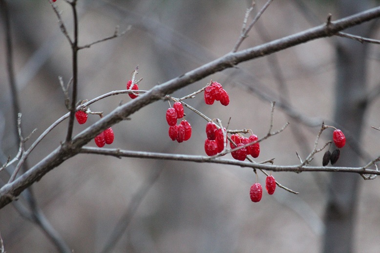 サンシュユの実