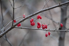 サンシュユの実