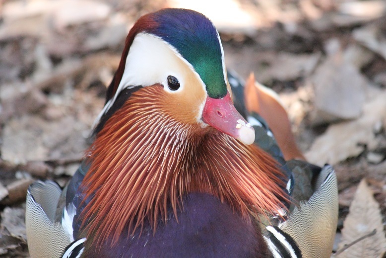 オシドリの顔のアップ　多摩動物園