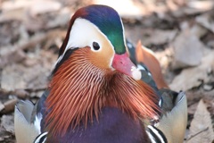 オシドリの顔のアップ　多摩動物園