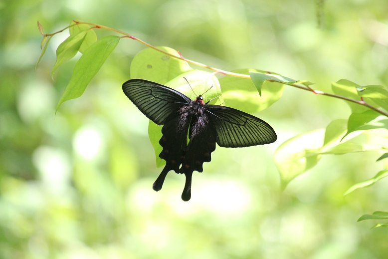 ジャコウアゲハ