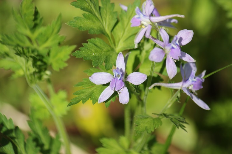 セリバヒエンソウ