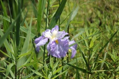 菖蒲