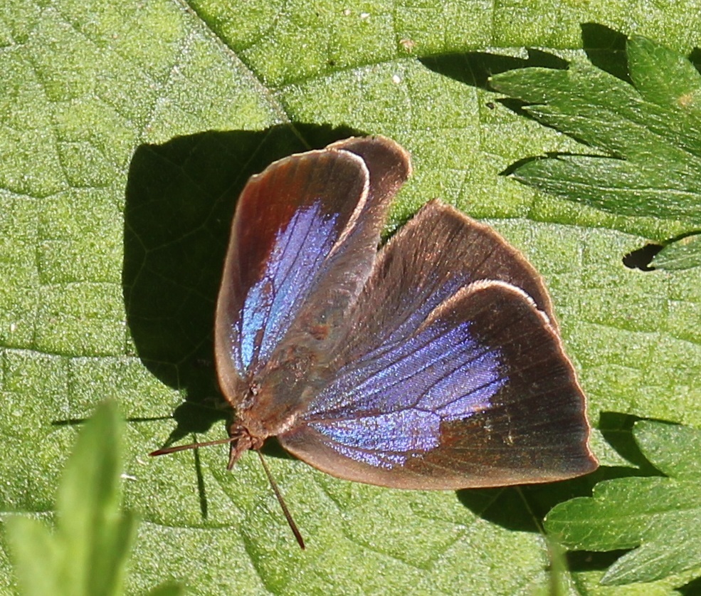 ムラサキシジミ