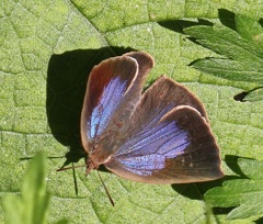 ムラサキシジミ