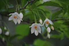 エゴノキの花