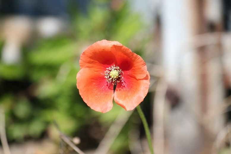 ナガミヒナゲシ