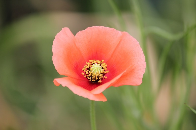 ナガミヒナゲシ