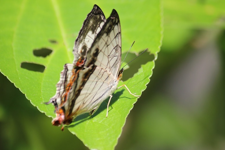 イシガケチョウ