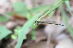 アオモンイトトンボ