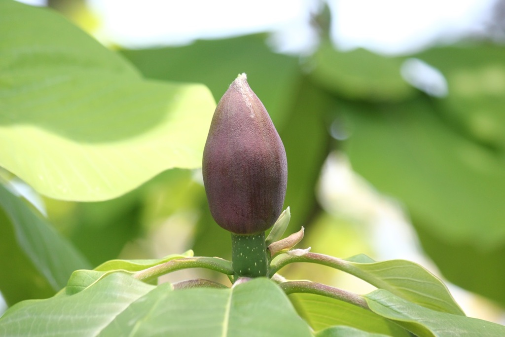 ホオノキの花のつぼみ