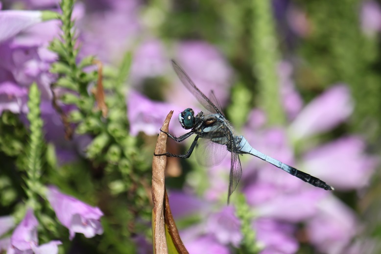 シオカラトンボ