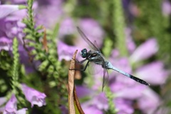 シオカラトンボ