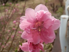 花桃