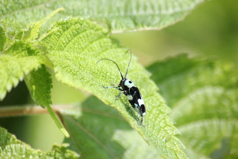 ラミーカミキリ