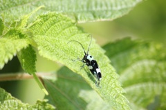 ラミーカミキリ