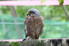 チョウゲンボウ