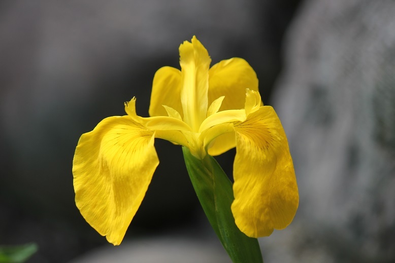 黄菖蒲