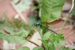 ニホンカワトンボ