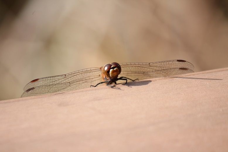１２月８日トンボ