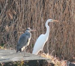 アオちゃんとダイサギ