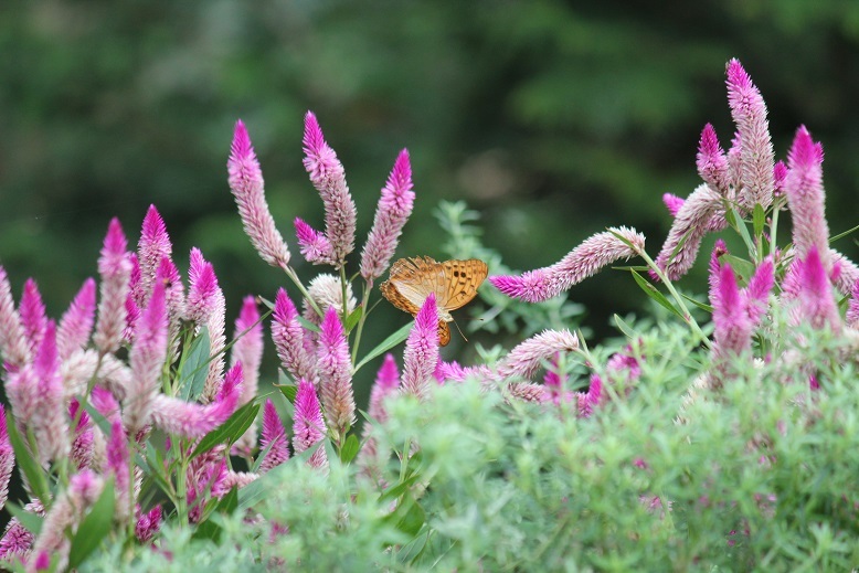 メスグロヒョウモンのオス