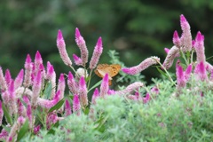 メスグロヒョウモンのオス