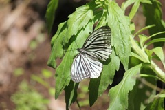 アカボシゴマダラ春型