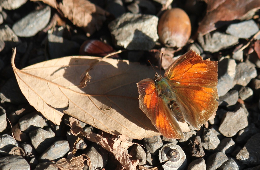 ウラギンシジミ　オス