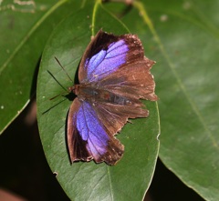 ムラサキツバメ