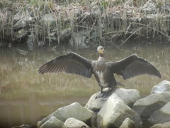 カワウ