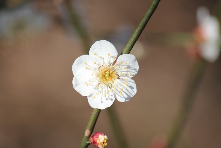 白梅の花