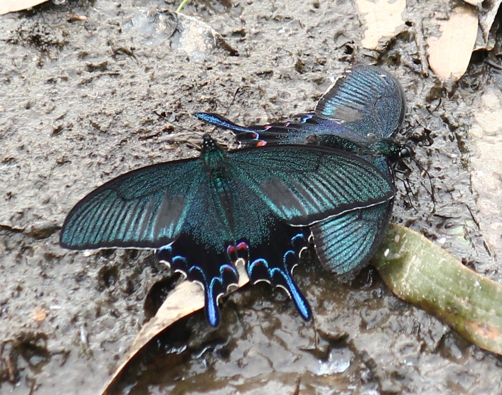 カラスアゲハ（仲良し）