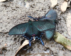 カラスアゲハ（仲良し）