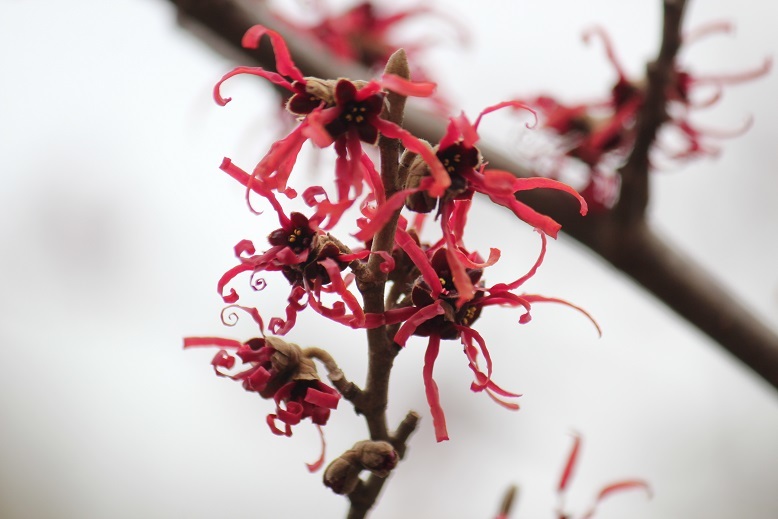 アカバナマンサク