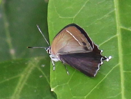 ミドリシジミ（羽化不全）