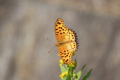 ツマグロヒョウモン