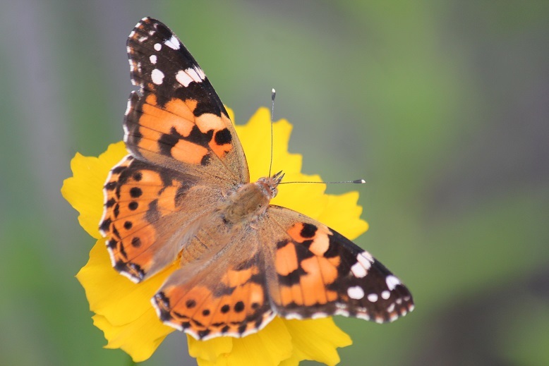 ヒメアカタテハ