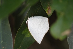 ウラギンシジミ