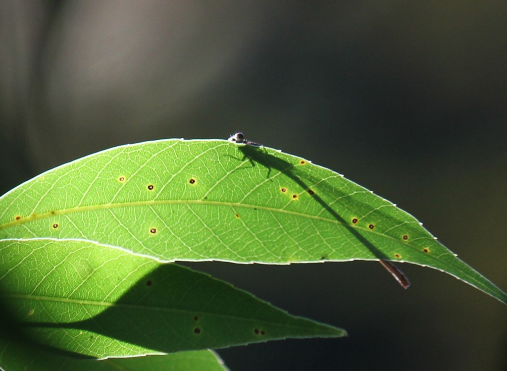 ホソミイトトンボ